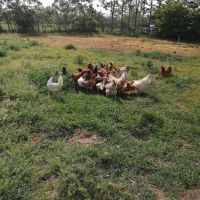 Продавам домашни кокошки, снимка 3 - Кокошки и пуйки - 45497799