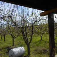 Ябълкова градина, снимка 2 - Градински цветя и растения - 44989459