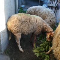 Овце, снимка 2 - Овце - 45892258