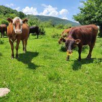 Продавам Крави, Юници и женски телета, снимка 15 - Крави - 45063387