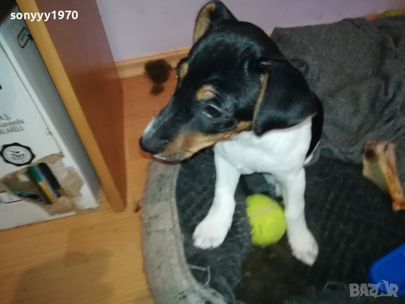 ДЖАК РЪСЕЛ 1011250842, снимка 1