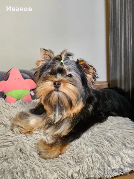 Йоркширски териер, снимка 1