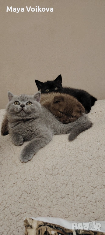 Прекрасни британчета, снимка 1