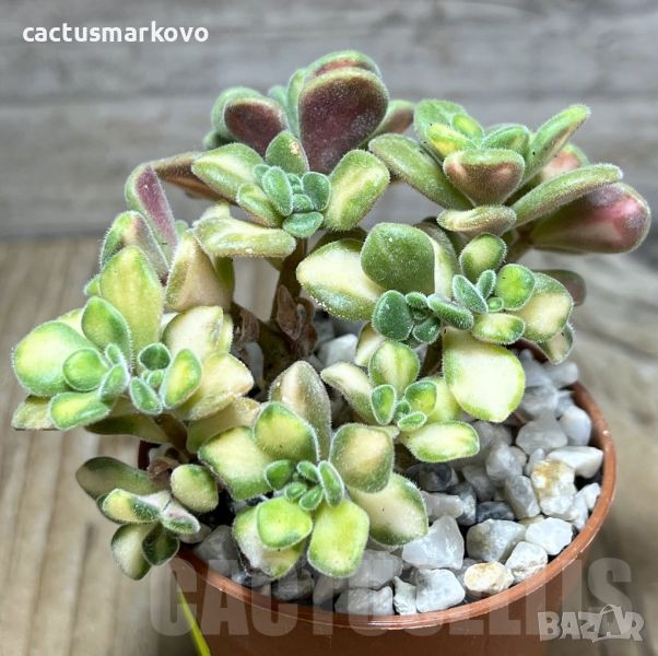 Aeonium lindleyi f. variegata, снимка 1