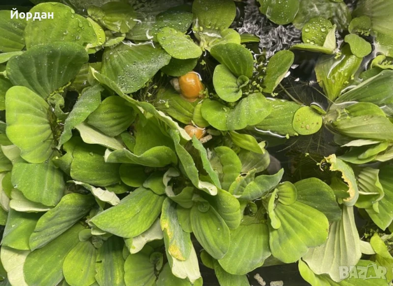 молинезии, водорасли, снимка 1