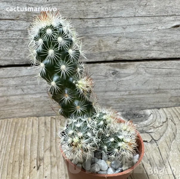 Mammillaria elongata, снимка 1