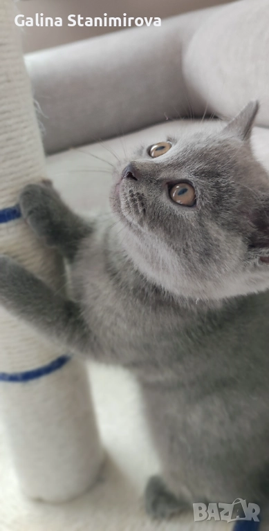 🩵 Мъжко котенце британче 🩵, снимка 1