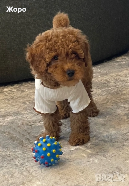 Той пудел- момиче, снимка 1