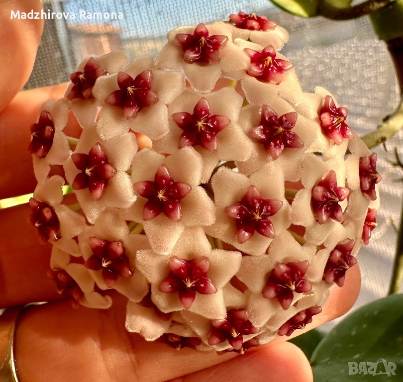 Hoya Pachyclada quintuprinervia , снимка 1