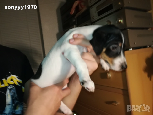 ДЖАК РЪСЕЛ С ПАСПОРТ И ВАКСИНА-ЖЕНСКО В ТРИ ЦВЯТА 1110252252, снимка 8 - Джак ръсел териер - 52022707