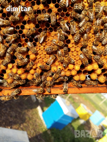 Пчелни отводки Ямбол ДБ 4 и 5рамки , снимка 1