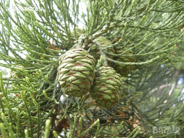 15 x семена гигантска секвоя мамутово дърво sequoiadendron giganteum за декорация на двора, снимка 15 - Сортови семена и луковици - 49826111