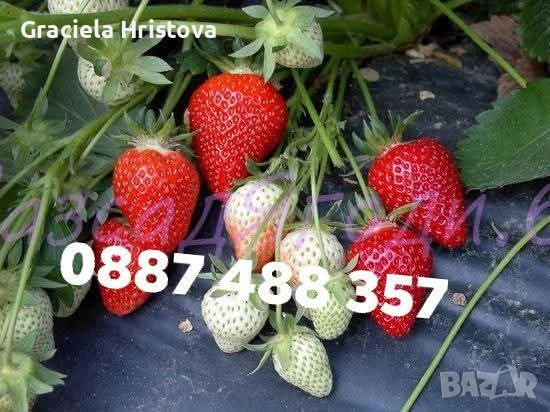 Продавам качествен разсад ягоди , снимка 9 - Разсади - 53504575