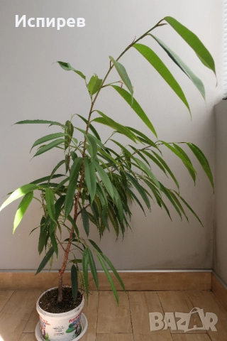 Фикус али, Ficus alii, 3-годишни растения