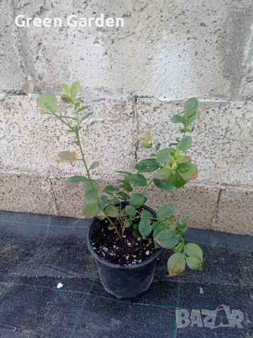 Американска боровинка , снимка 3 - Градински цветя и растения - 50985526