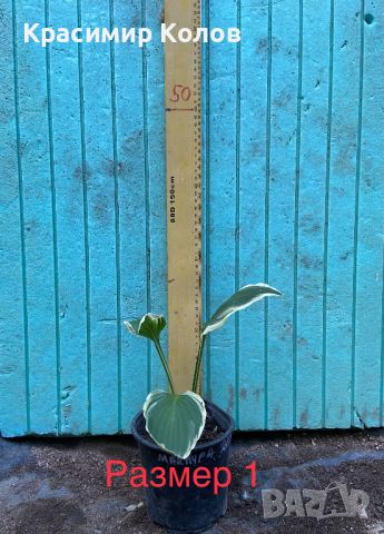 Хоста с шарени листа, вариегатна, декоративна, снимка 2 - Градински цветя и растения - 46711131