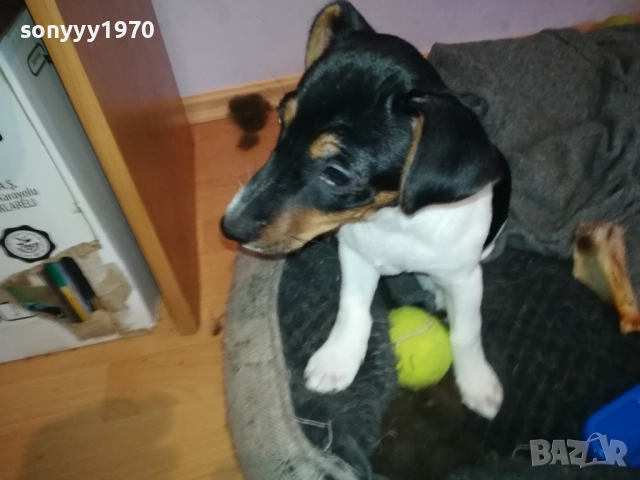 ДЖАК РЪСЕЛ 1011250842