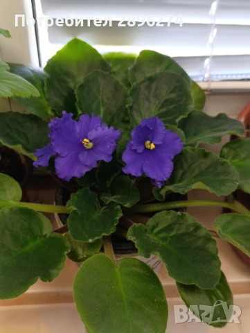  Дифенбахия, Сентполия, снимка 10 - Стайни растения - 46264327