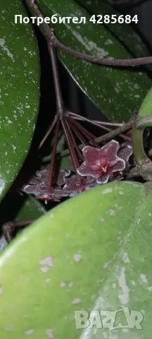 хоя пубикалукс /пепел от рози тъмна /, снимка 3 - Стайни растения - 50045816