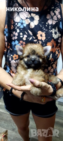 Продавам Йоркширски териер , снимка 2 - Йоркширски териер - 52893313