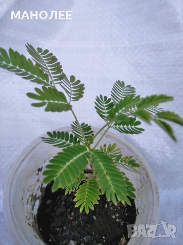 Албиция, снимка 3 - Градински цветя и растения - 52167100