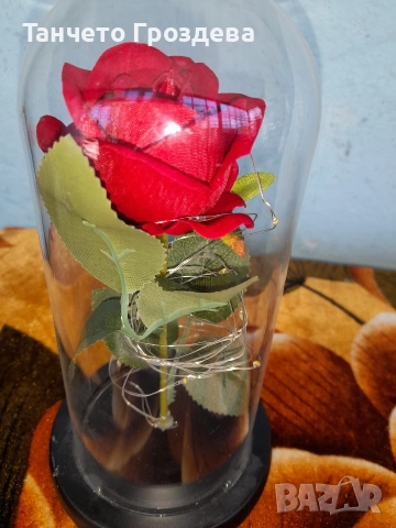 червена роза, снимка 2 - Градински цветя и растения - 53839566