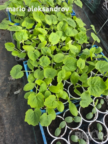Разсад, снимка 5 - Разсади - 54216181