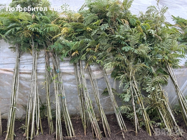 Албиция , снимка 4 - Градински цветя и растения - 52350550