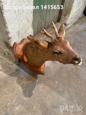 Продавам препариран сръндак, снимка 2 - Антикварни и старинни предмети - 52925523