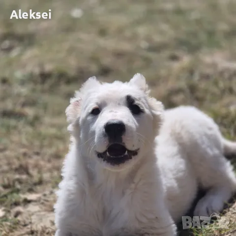 Средноазиатска овчарка–Алабай, снимка 17 - Средноазиатска овчарка - 48611649