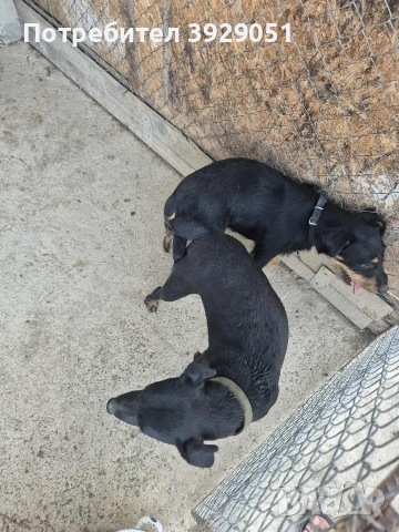 Продавам женски ягдтериер, снимка 2 - Ягдтериер - 53137793