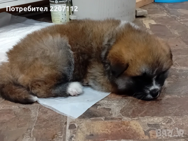 Продавам женско Акита ину на 45 дни. обезпаразитено., снимка 13 - Акита ину - 53146736