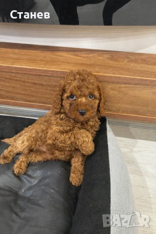 Той Пудел Момче  /Toy Poodle
