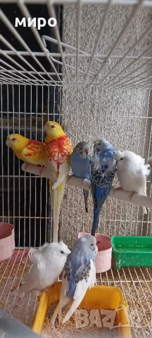 Пойни папагали и хеликоптери!, снимка 2 - Папагали - 49715572