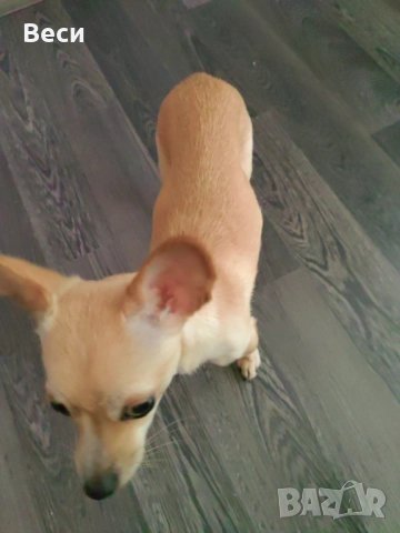 Мини чихуахуа , снимка 3 - Чихуахуа - 52774415