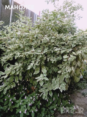 Декоративен дрян, снимка 3 - Градински цветя и растения - 52167068