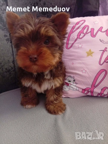 Йоркита , снимка 2 - Йоркширски териер - 53486979