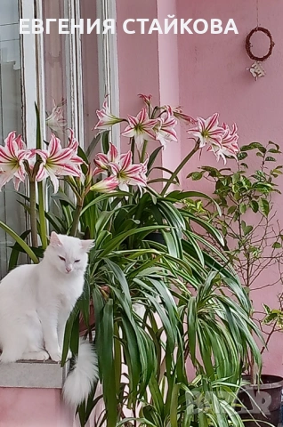 🌺 Цъфтящи амарилиси (хипеаструми) – готови да разкрасят дома ти! 🌺 Безплатна доставка над 6 бр., снимка 2 - Стайни растения - 36481425