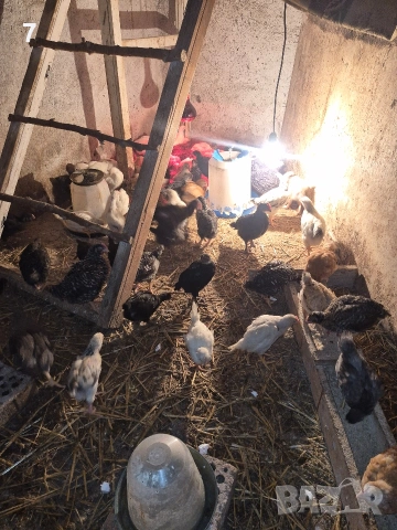 Селски пилета, снимка 7 - Кокошки и пуйки - 54053427