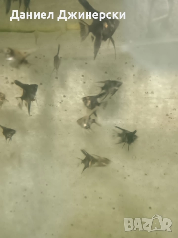 Декоративни риби - Хелер , снимка 7 - Рибки - 50343485