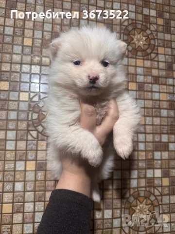 Pomerancheta momche i momiche, снимка 2 - Померан - 53960734