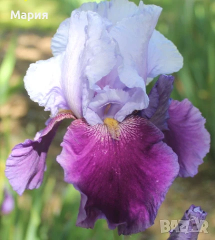 Сортови вискоки ириси /брадати ириси/обикновенни ириси, снимка 12 - Градински цветя и растения - 50578301