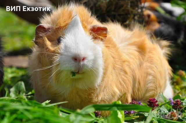 ПРОДАВА МОРСКИ СВИНЧЕТА, снимка 3 - Морски свинчета - 17810530