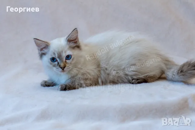 Женско коте Регдол / Рагдол котка / Ragdoll Cat, снимка 3 - Други - 47626495