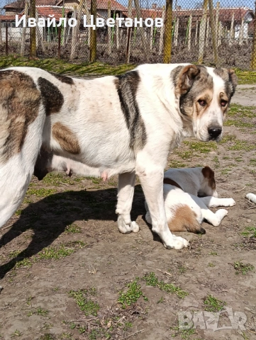 Алабай, снимка 5 - Алабай - 53885269