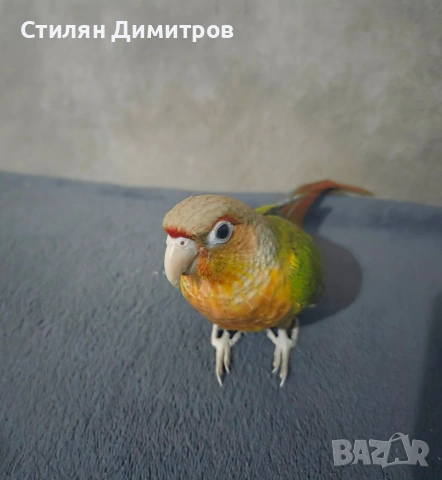 Пирура молина 