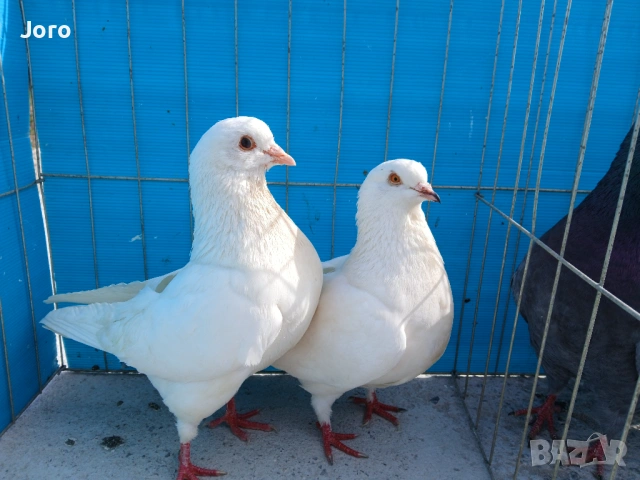 Кинг, снимка 2 - Гълъби - 53936793