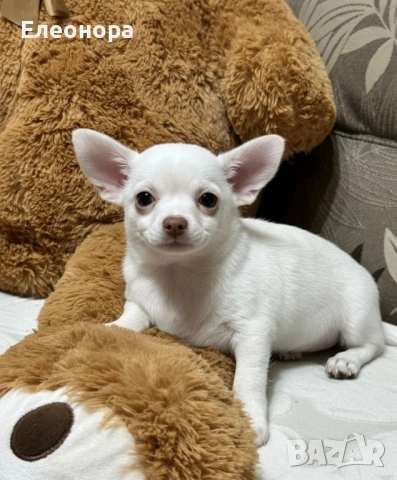 Прекрасно Чихуахуа Момченце , снимка 2 - Чихуахуа - 53250202
