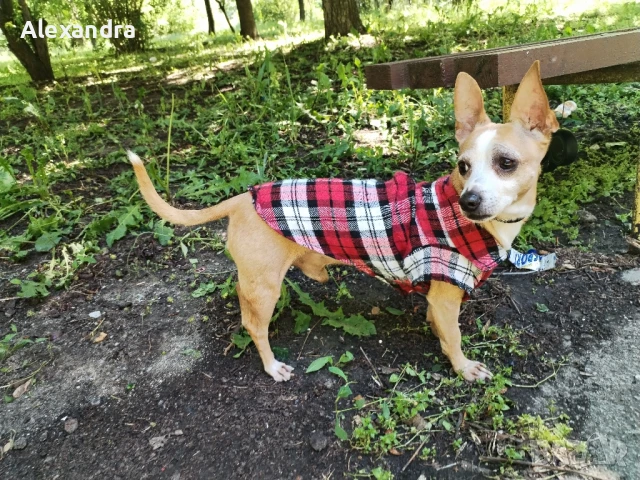 Разхождане на кучета, снимка 2 - Ветеринари и услуги - 50857550