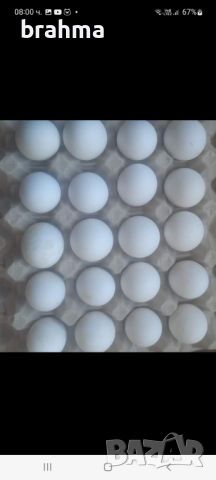 Свободни яйца от бял легхорн, снимка 2 - Кокошки и пуйки - 46432014